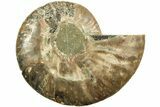 Cut & Polished Ammonite Fossil (Half) - Madagascar #208647-1